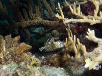 Spotted Trunkfish 1